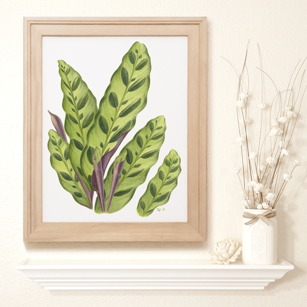 Fine art print of a rattlesnake plant or calathea lancifolia houseplant.