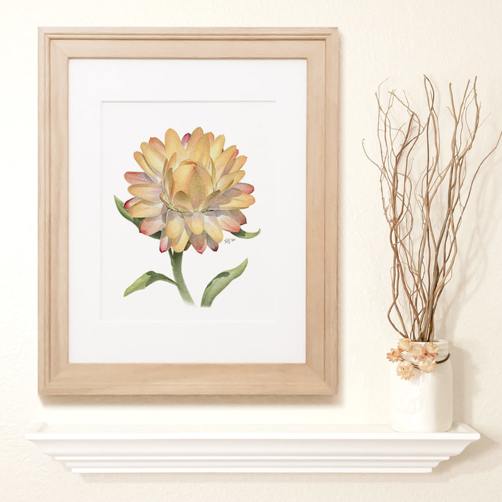 Flower art print of an orange strawflower watercolor painting.