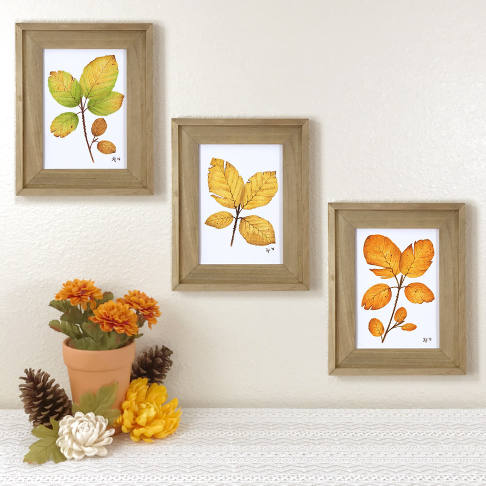 Set of 3 prints of beech leaves in autumn colors of green, yellow gold, and orange.
